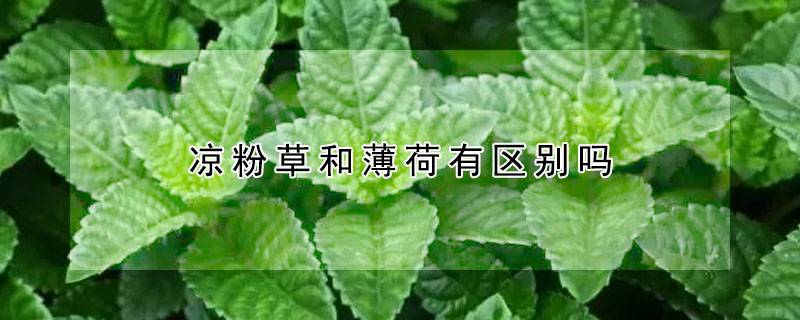 凉粉草和薄荷有区别吗