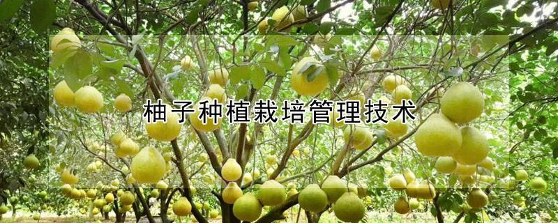 柚子种植栽培管理技术