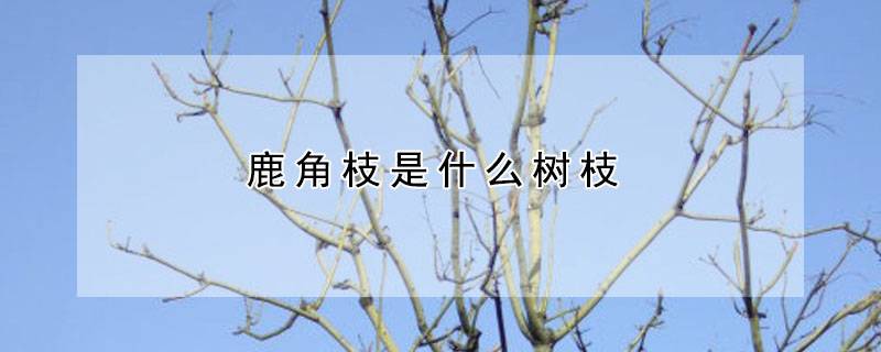 鹿角枝是什么树枝