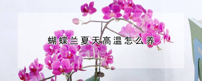 蝴蝶兰夏天高温怎么养