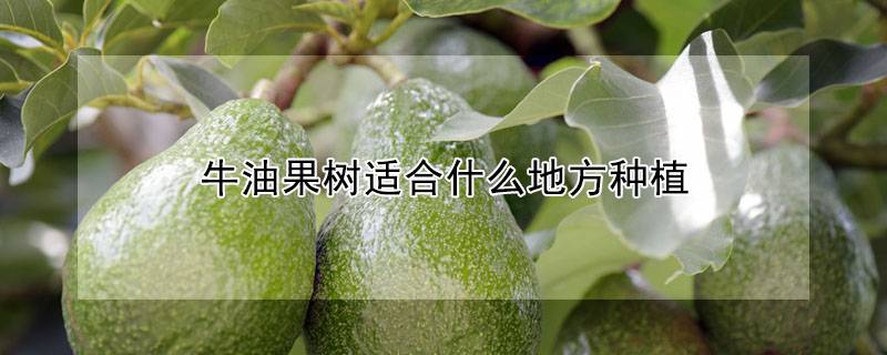 牛油果树适合什么地方种植