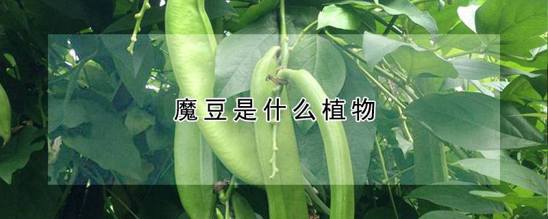 魔豆是什么植物