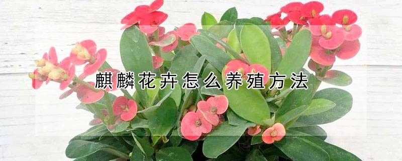 麒麟花卉怎么养殖方法