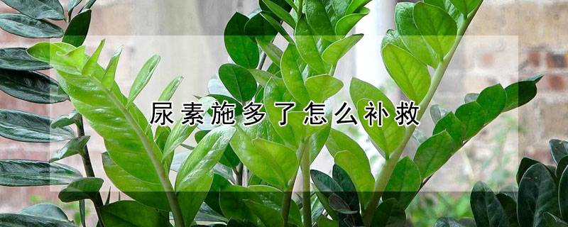 尿素施多了怎么补救