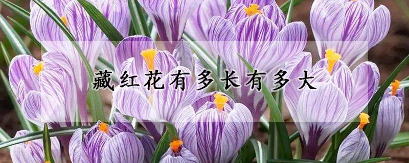 藏红花有多长有多大