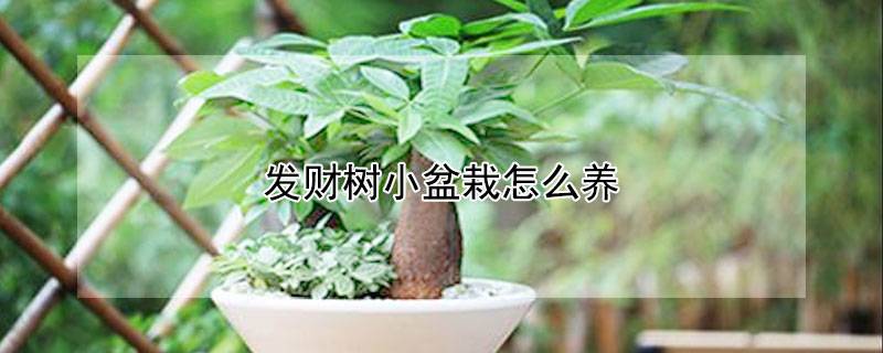 发财树小盆栽怎么养
