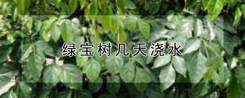 绿宝树几天浇水