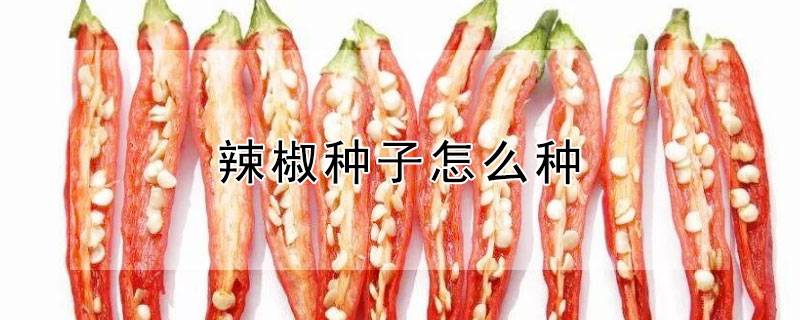 辣椒种子怎么种