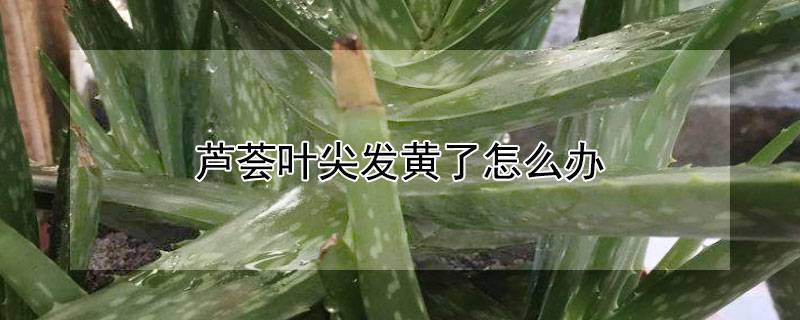 芦荟叶尖发黄了怎么办