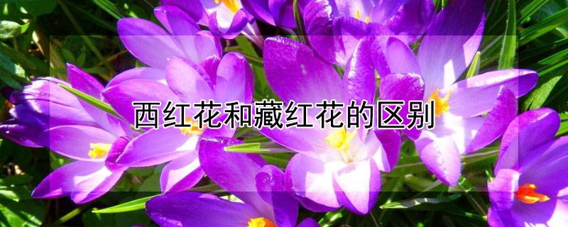 西红花和藏红花的区别