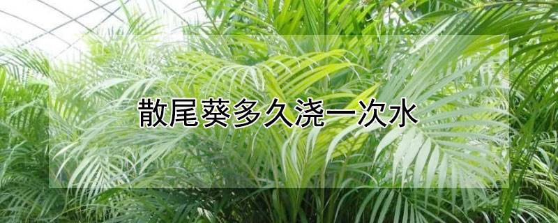 散尾葵多久浇一次水