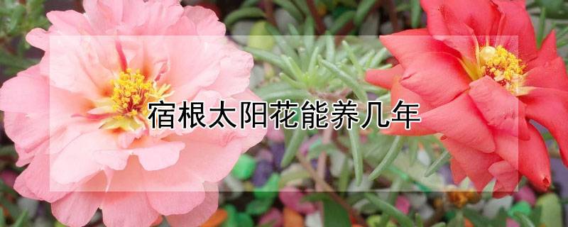 宿根太阳花能养几年