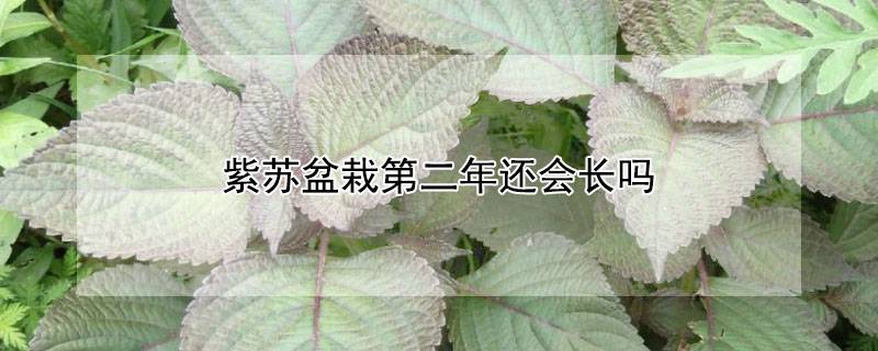 紫苏盆栽第二年还会长吗