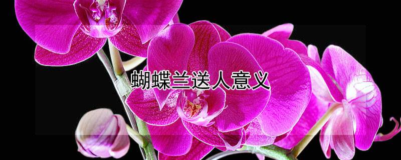 蝴蝶兰送人意义