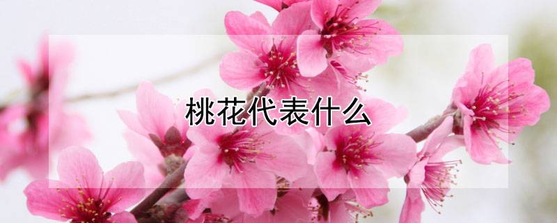 桃花代表什么