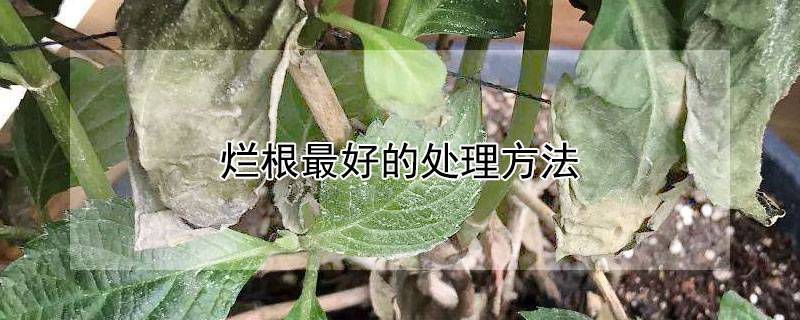 烂根最好的处理方法
