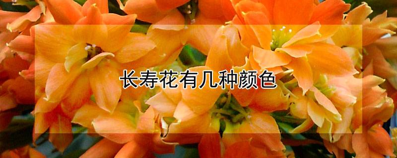 长寿花有几种颜色