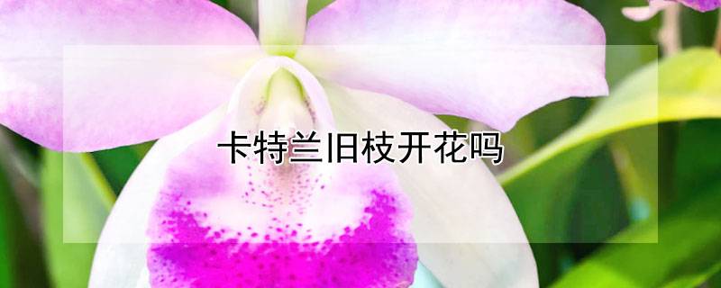 卡特兰旧枝开花吗