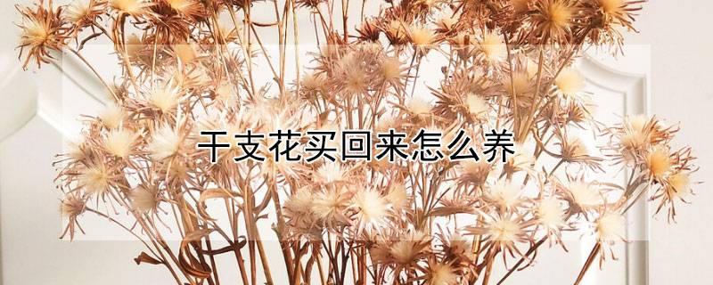 干支花买回来怎么养