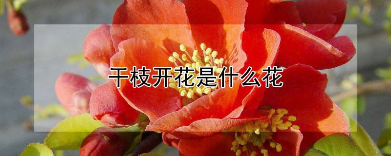 干枝开花是什么花