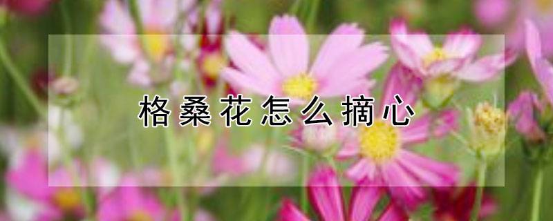 格桑花怎么摘心