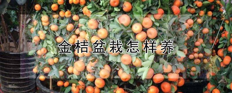 金桔盆栽怎样养