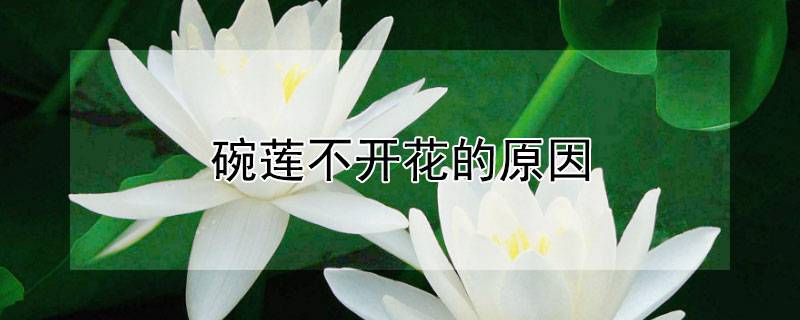 碗莲不开花的原因