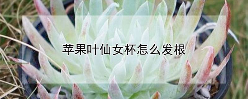 苹果叶仙女杯怎么发根