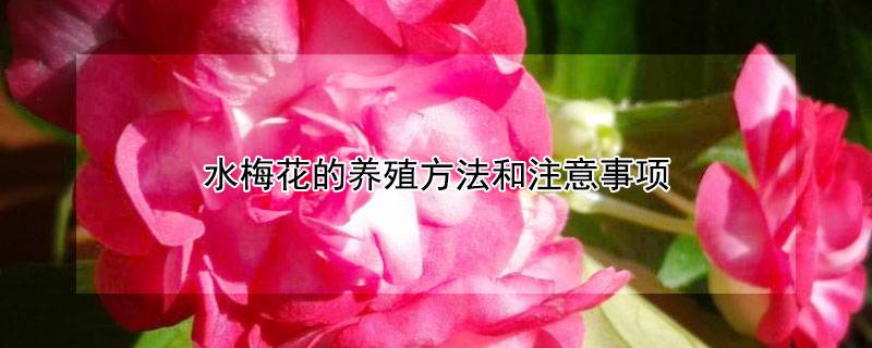 水梅花的养殖方法和注意事项