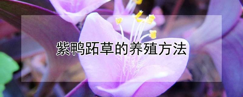 紫鸭跖草的养殖方法