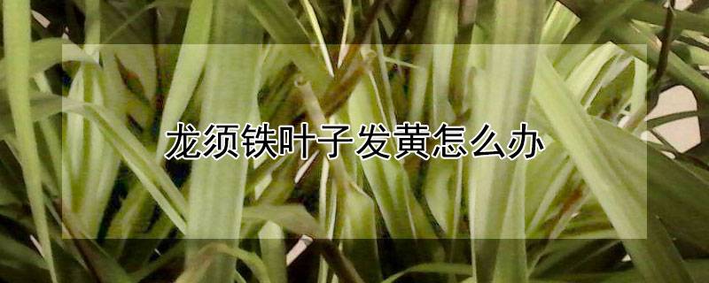 龙须铁叶子发黄怎么办