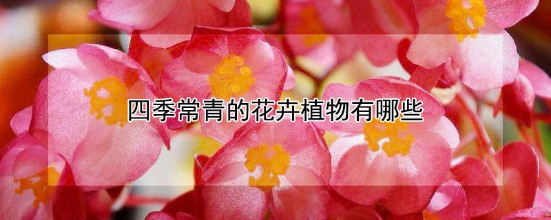 四季常青的花卉植物有哪些