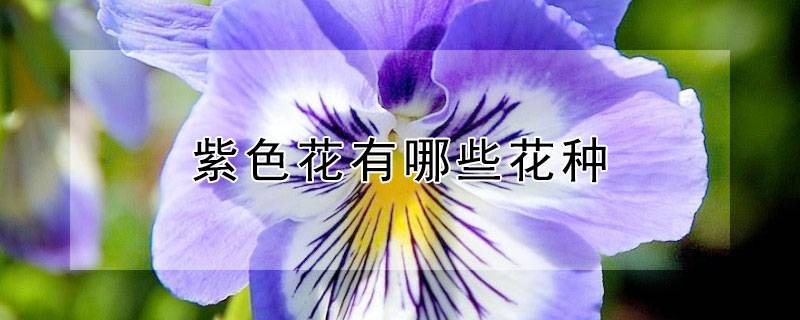 紫色花有哪些花种