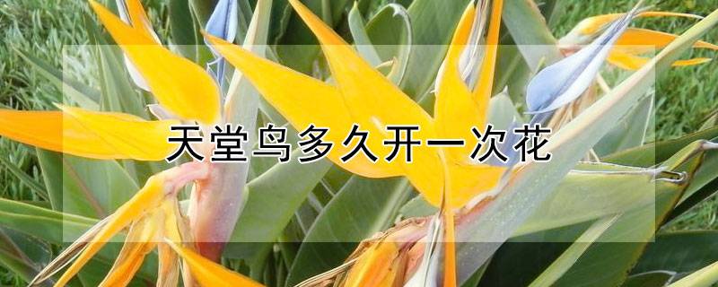 天堂鸟多久开一次花