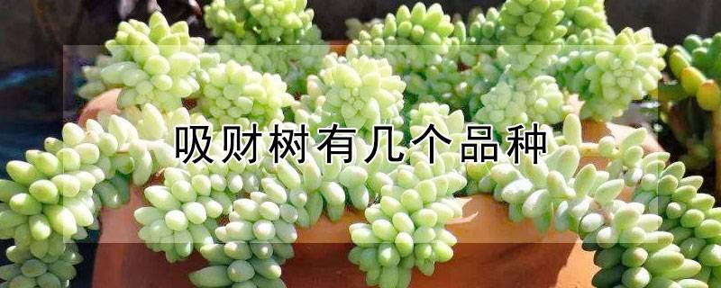 吸财树有几个品种