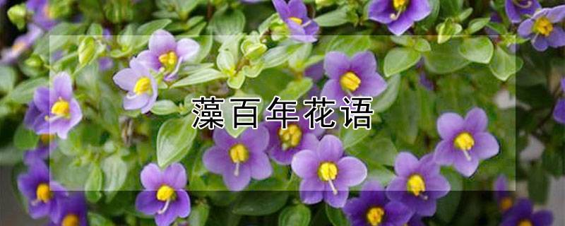 藻百年花语