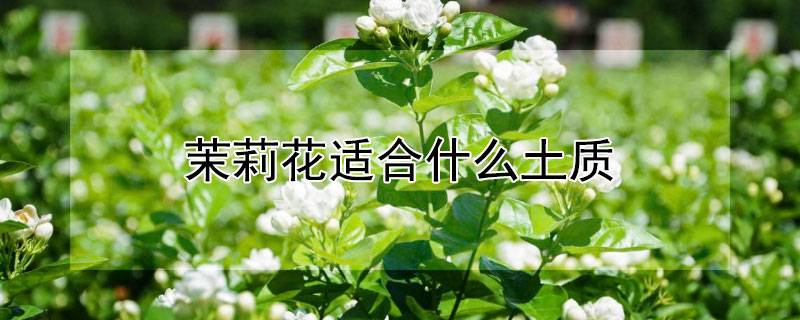 茉莉花适合什么土质