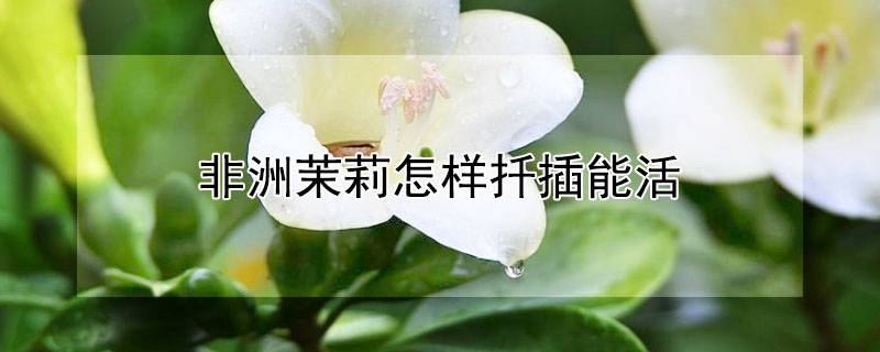 非洲茉莉怎样扦插能活