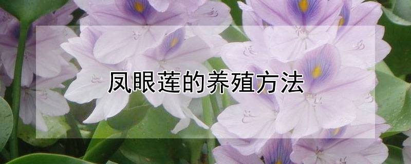 凤眼莲的养殖方法