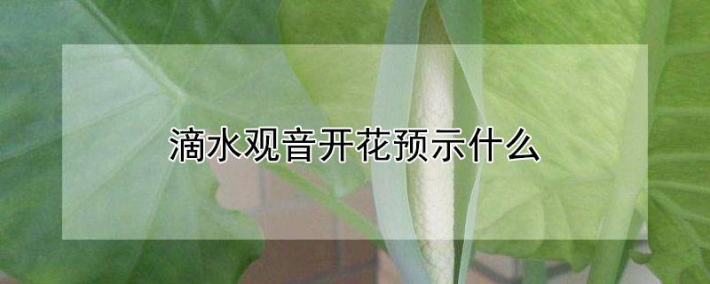 滴水观音开花预示什么