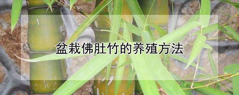 盆栽佛肚竹的养殖方法