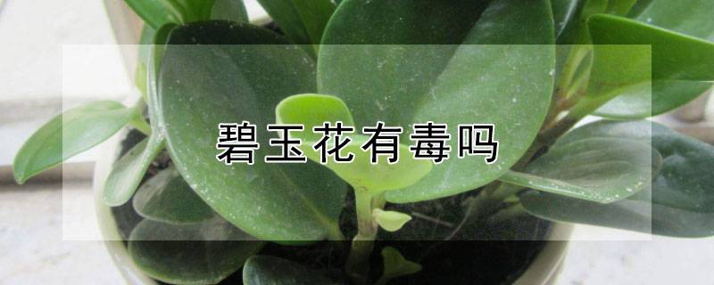 碧玉花有毒吗