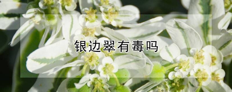 银边翠有毒吗