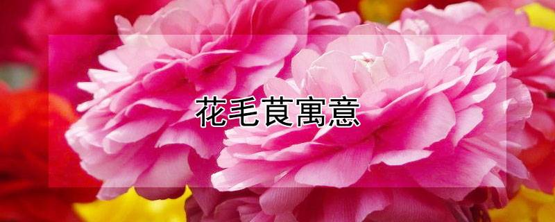 花毛茛寓意