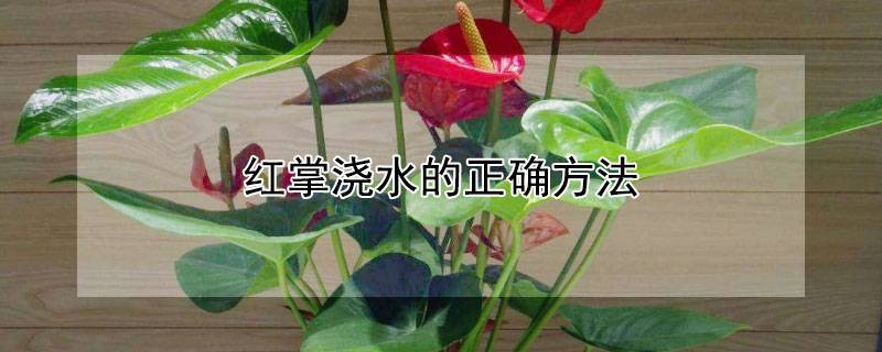 红掌浇水的正确方法