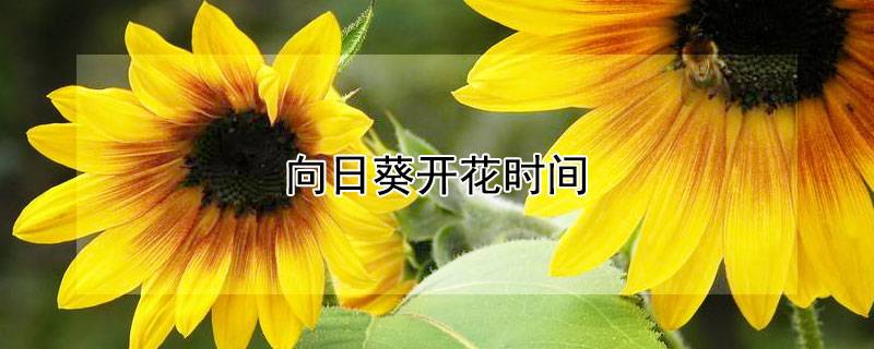 向日葵开花时间