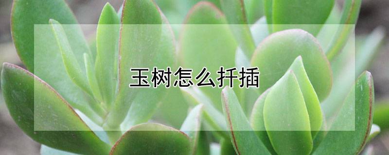 玉树怎么扦插