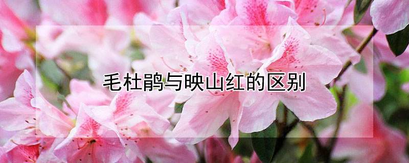 毛杜鹃与映山红的区别