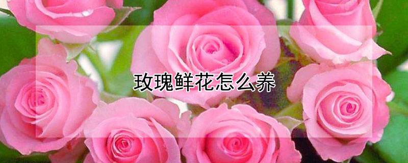 玫瑰鲜花怎么养
