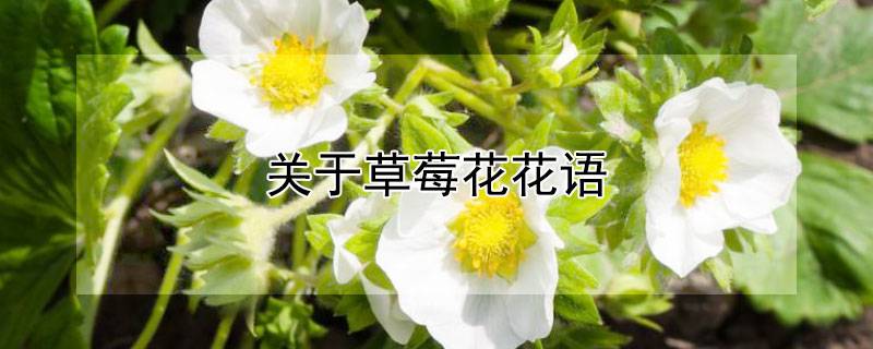 关于草莓花花语
